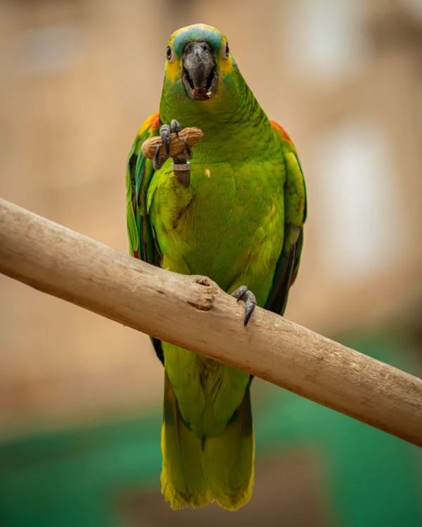 Amazon parrot with nut
