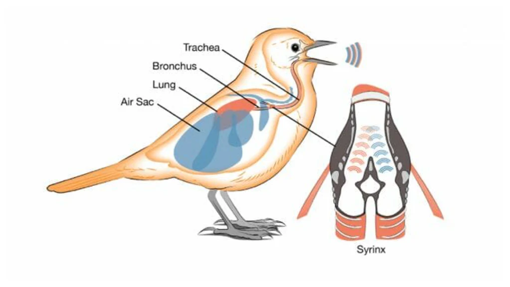 Bird syrinx diagram