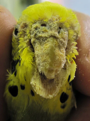 Budgie scaly face with mites