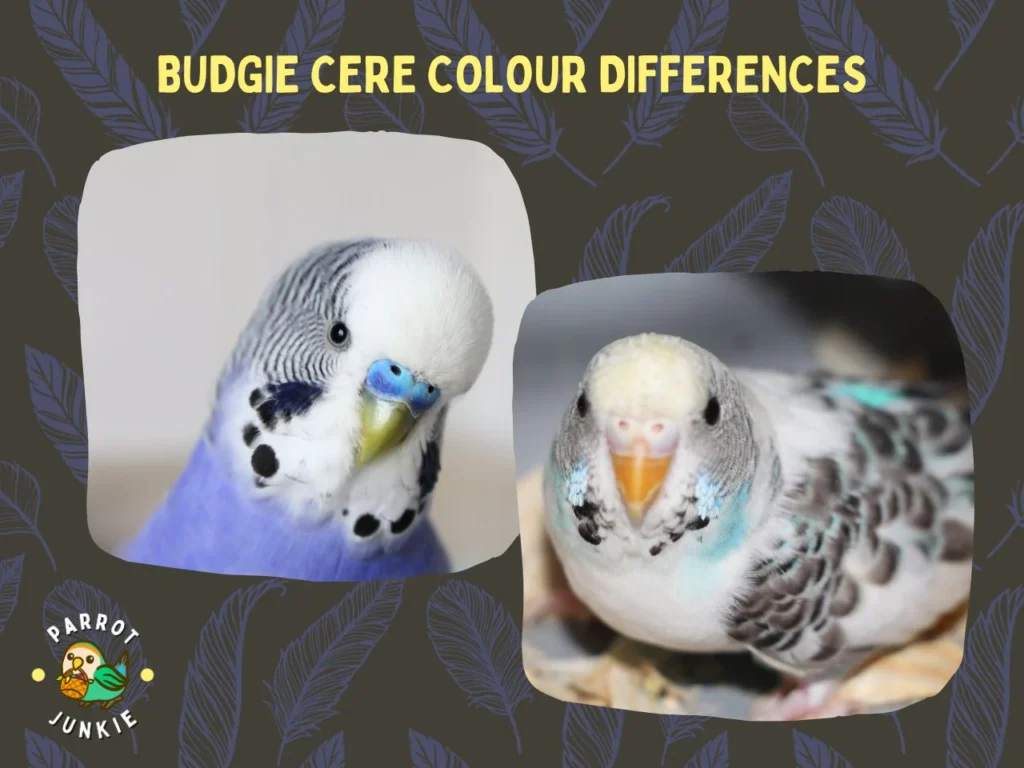 Budgies cere colors