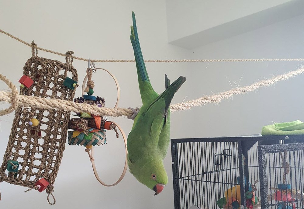 parrot upside down