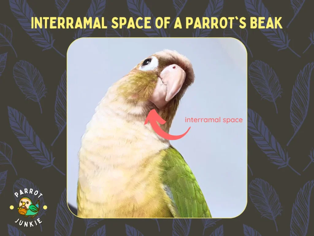 Beak interramal space