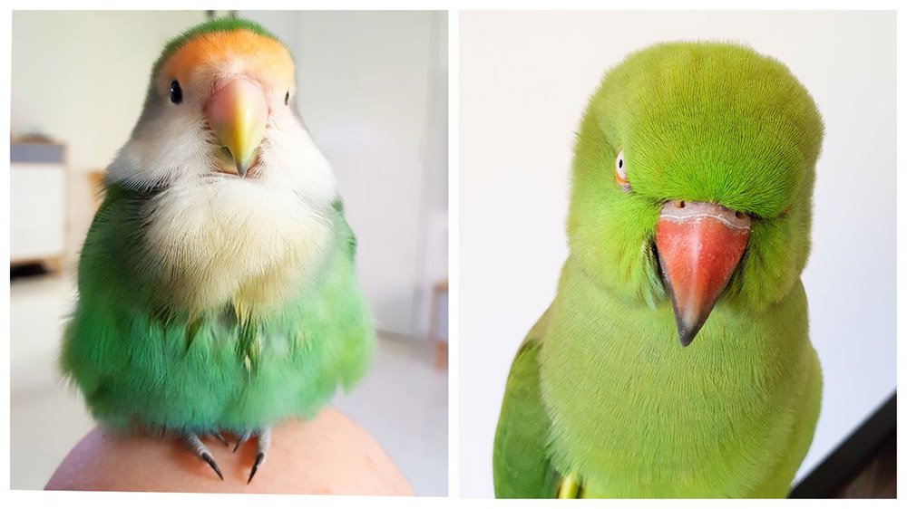 parrot relaxed vs angry