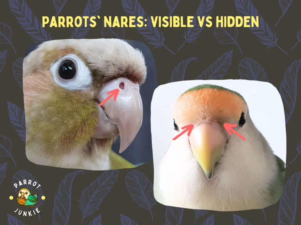 Parrot nostrills