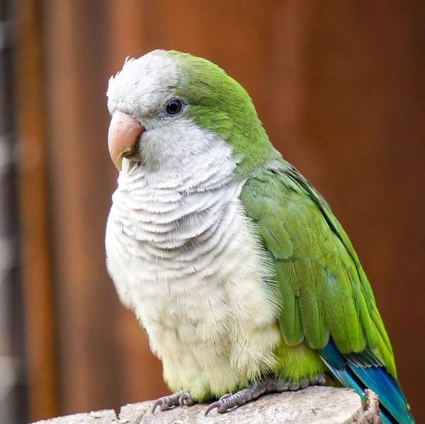 Quaker parrot